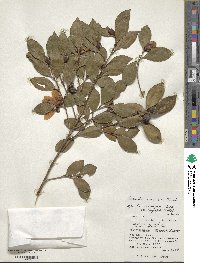 Camellia oleifera image