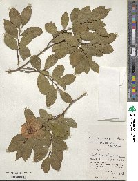 Camellia oleifera image