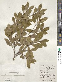 Camellia oleifera image