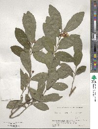 Camellia sinensis image