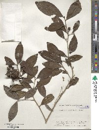 Camellia sinensis image