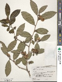 Camellia sinensis image