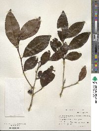 Camellia sinensis image