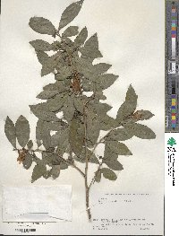 Camellia sinensis image