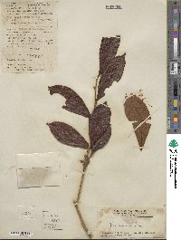 Camellia sinensis image