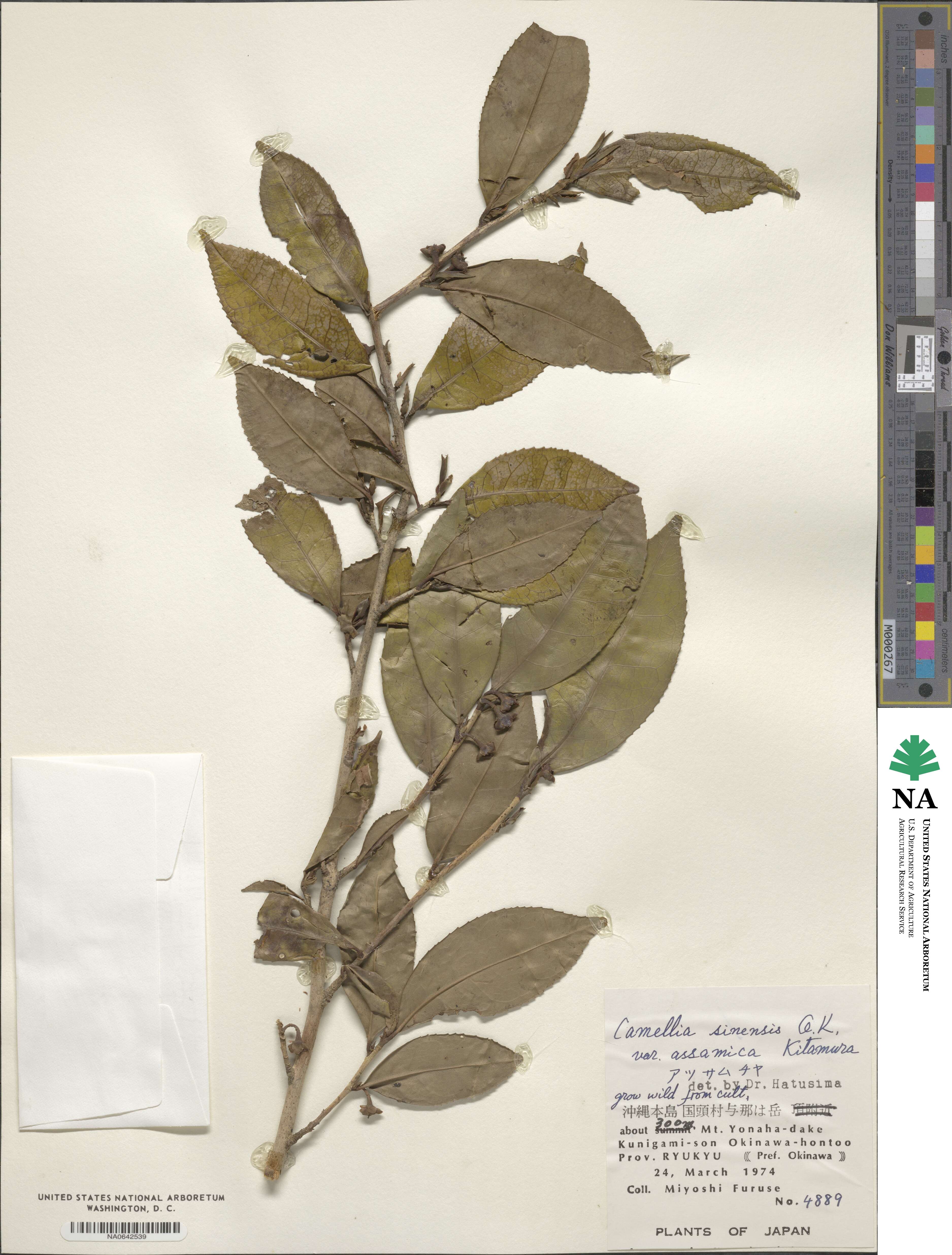 Camellia sinensis var. assamica image