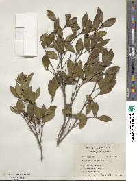 Camellia brevistyla image