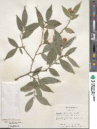 Camellia caudata image