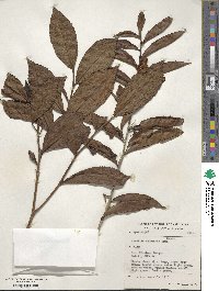 Camellia sinensis subsp. sinensis image