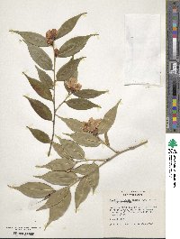 Camellia cuspidata image