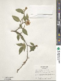 Camellia cuspidata image