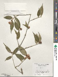 Camellia cuspidata image