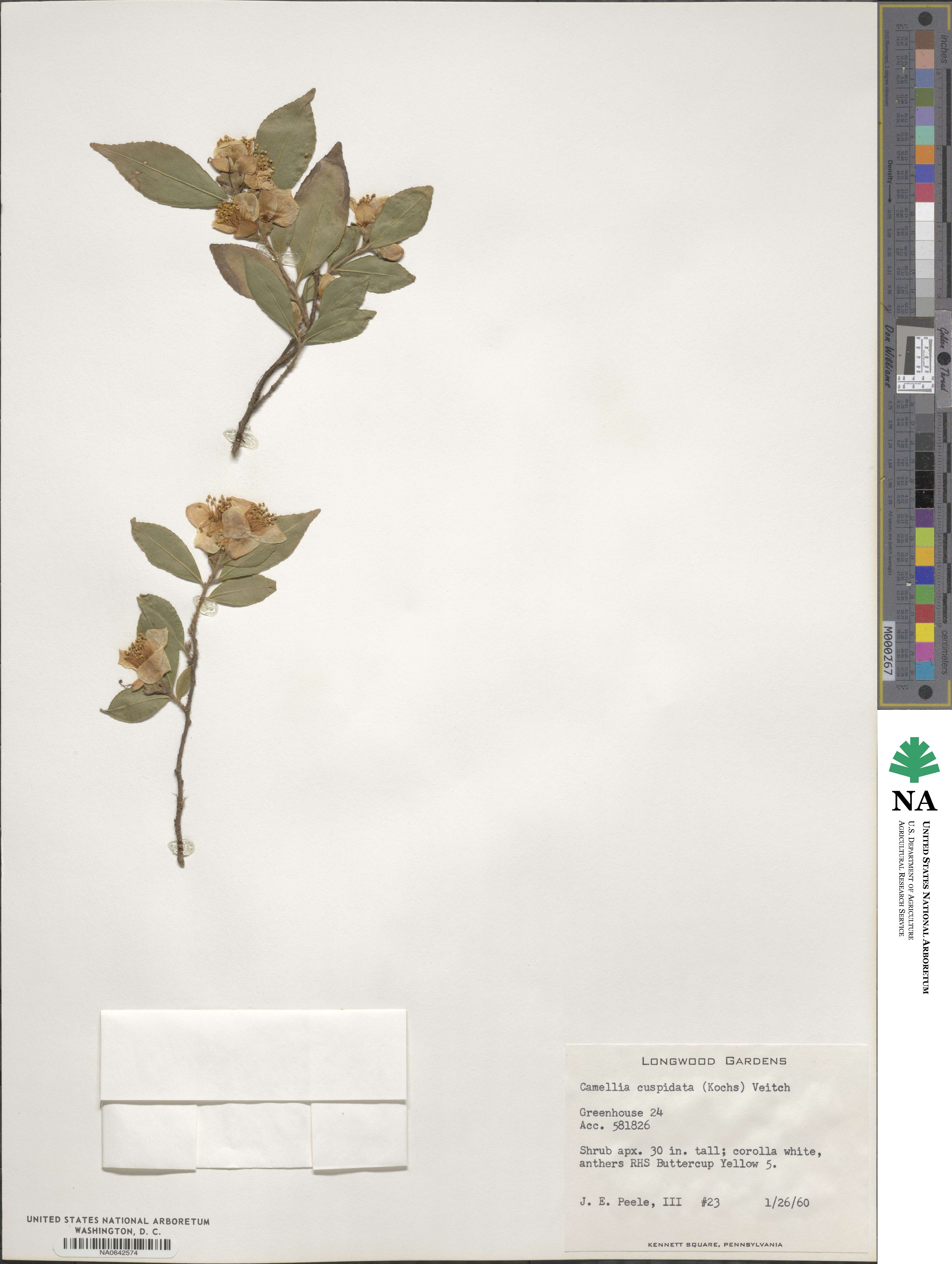 Camellia cuspidata image