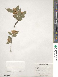 Camellia cuspidata image