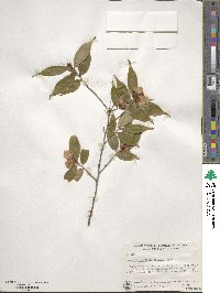 Camellia cuspidata image