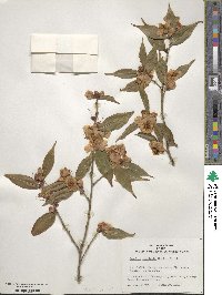 Camellia cuspidata image