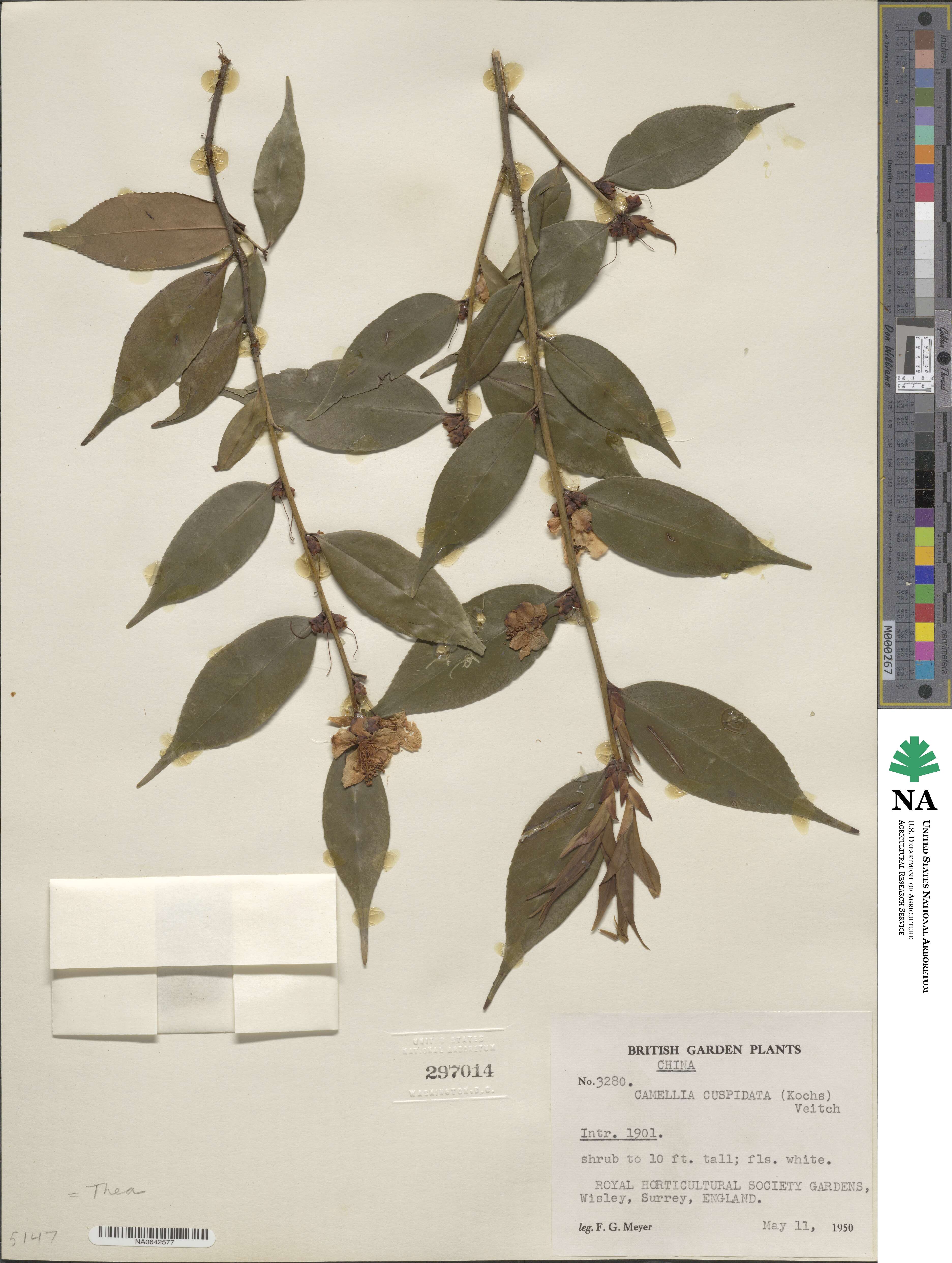 Camellia cuspidata image