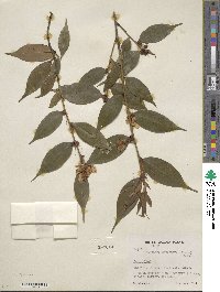 Camellia cuspidata image