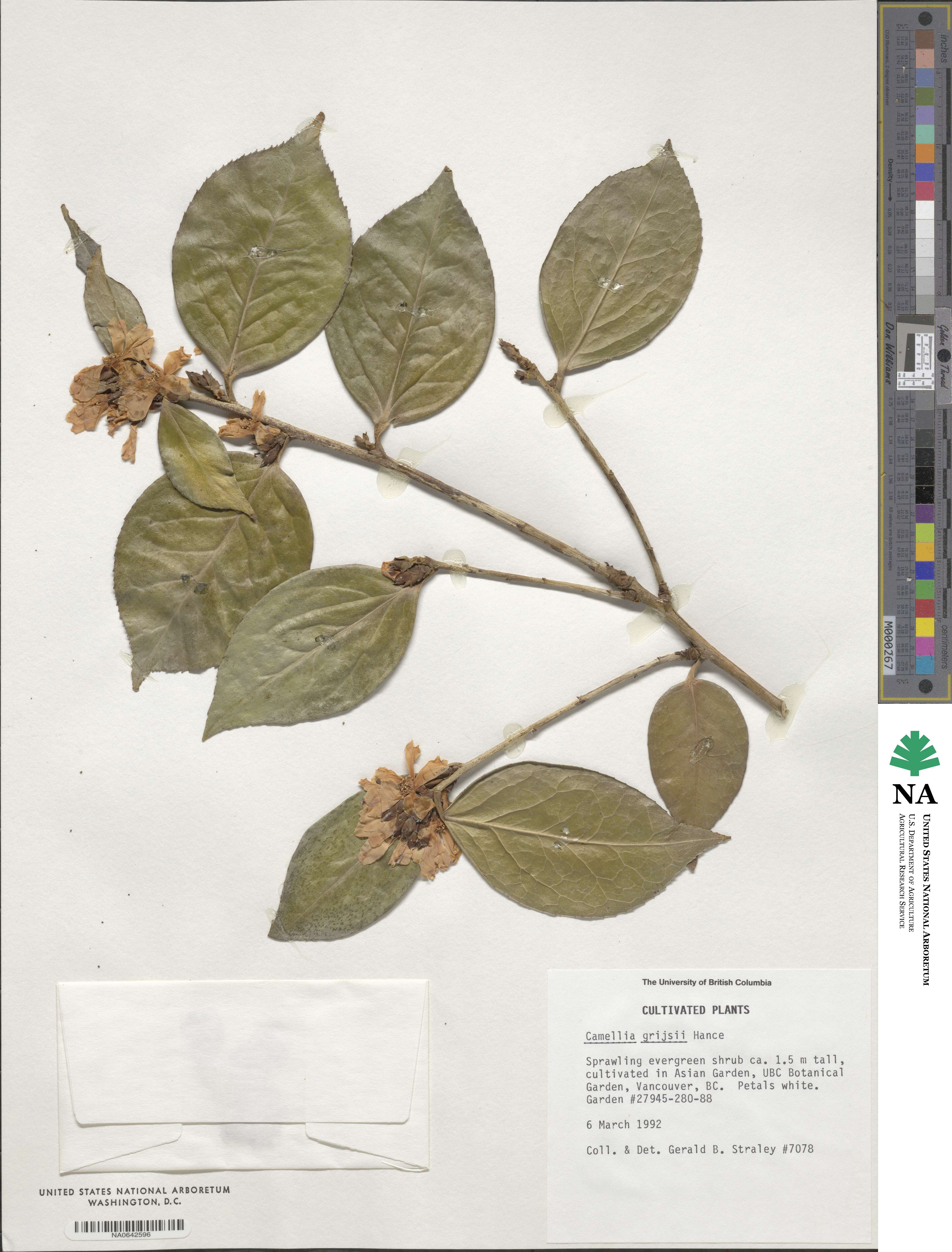 Camellia grijsii image