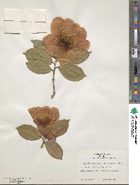 Camellia reticulata image