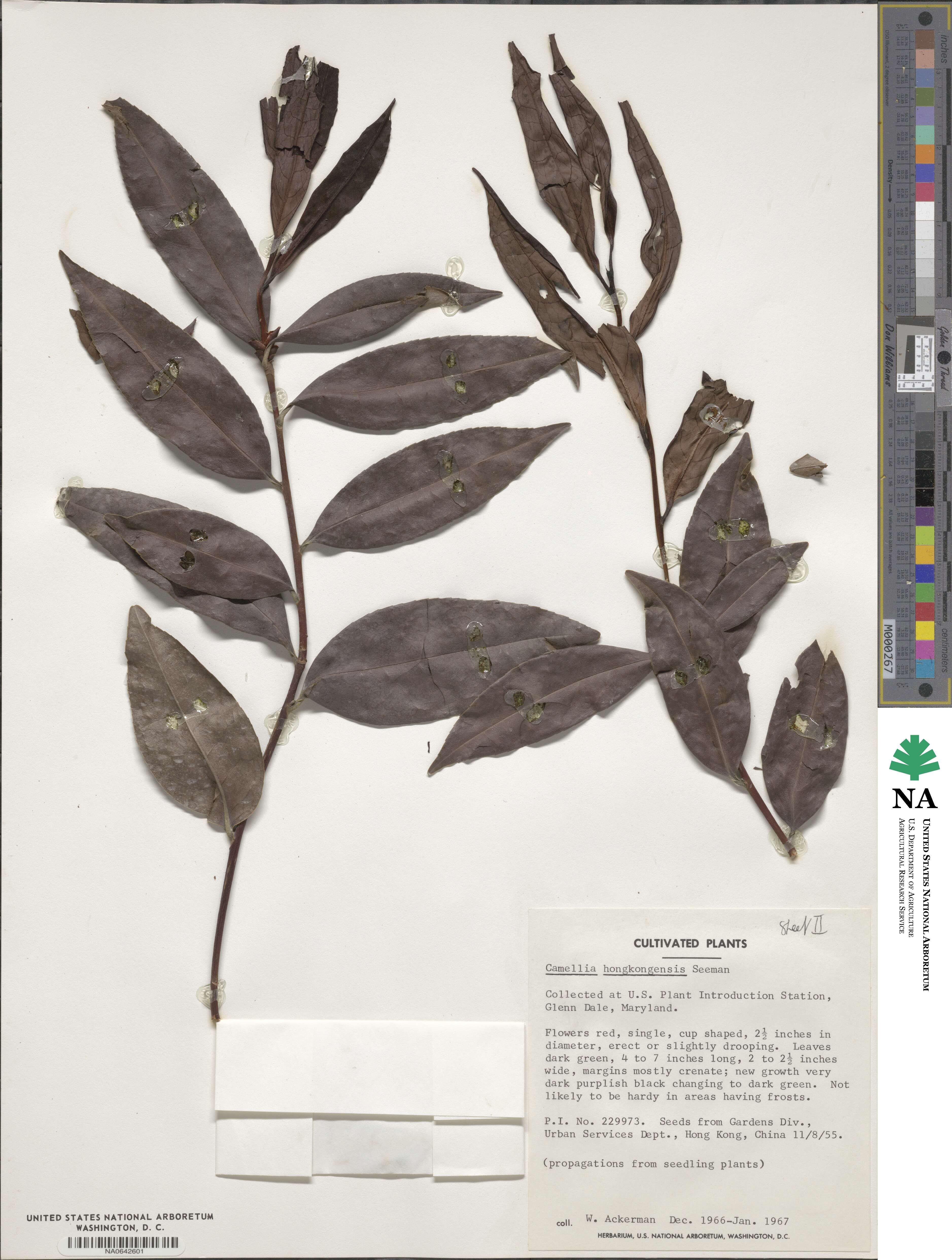 Camellia image