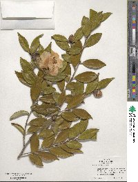 Camellia japonica image