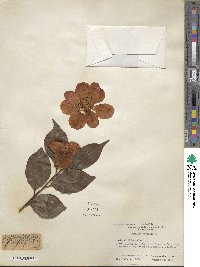 Camellia japonica image