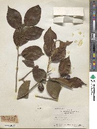 Camellia japonica image