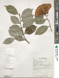 Camellia japonica image