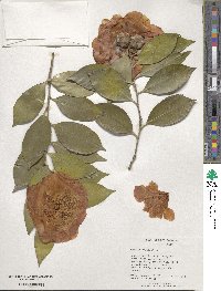 Camellia japonica image