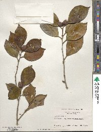 Camellia japonica image