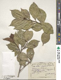 Camellia japonica image