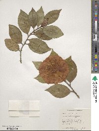 Camellia japonica image