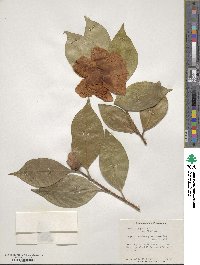 Camellia japonica image