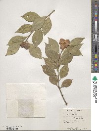 Camellia japonica image