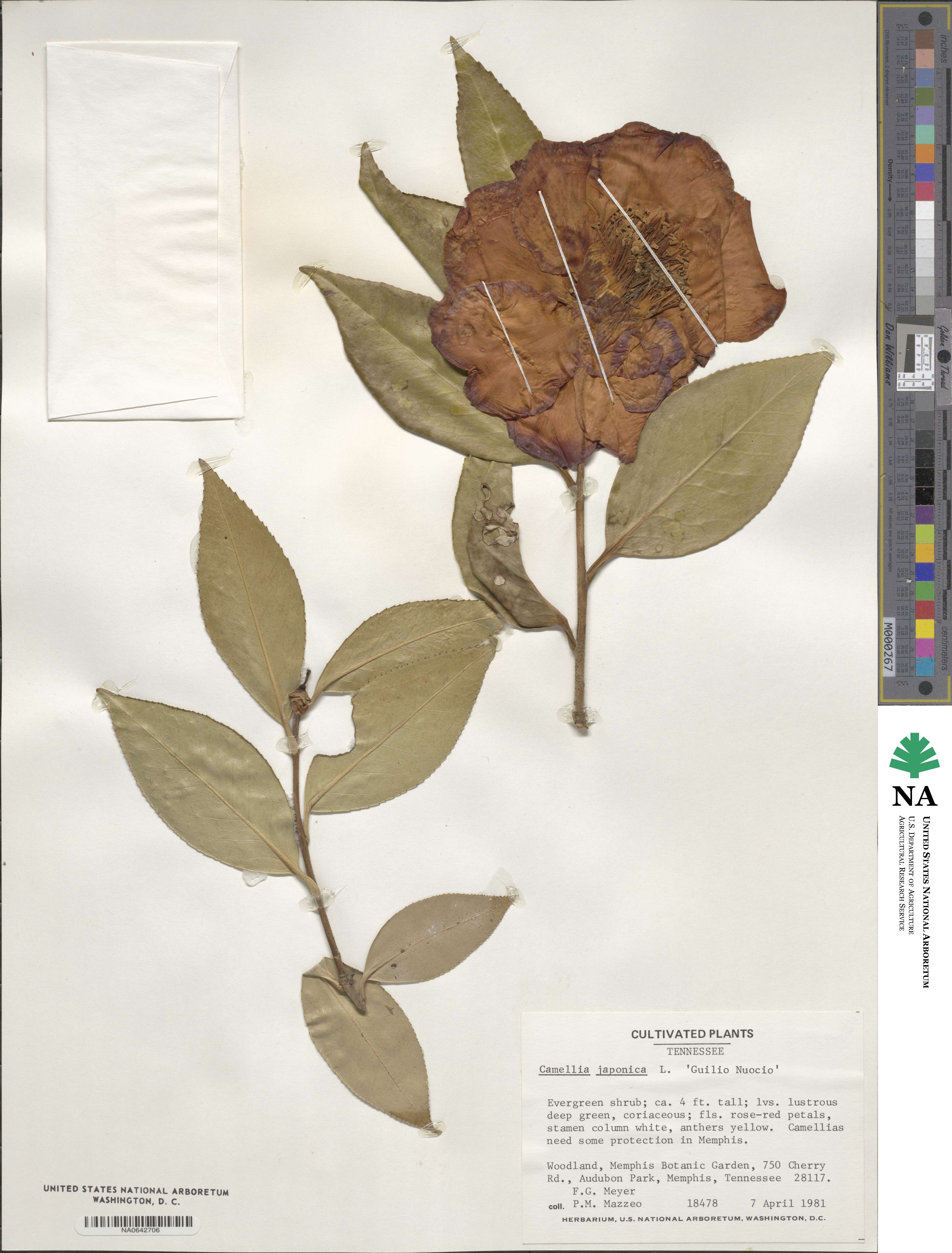 Camellia japonica image