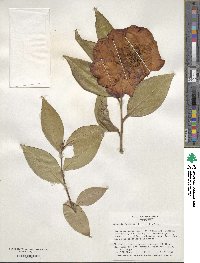 Camellia japonica image