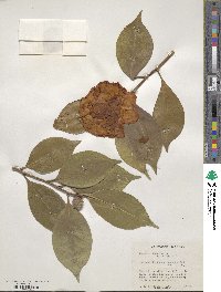 Camellia japonica image