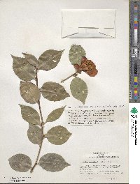 Camellia japonica image