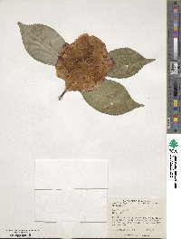 Camellia japonica image