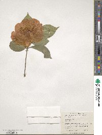 Camellia japonica image