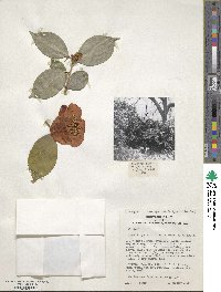 Camellia japonica image