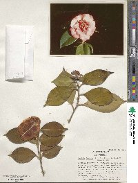 Camellia japonica image