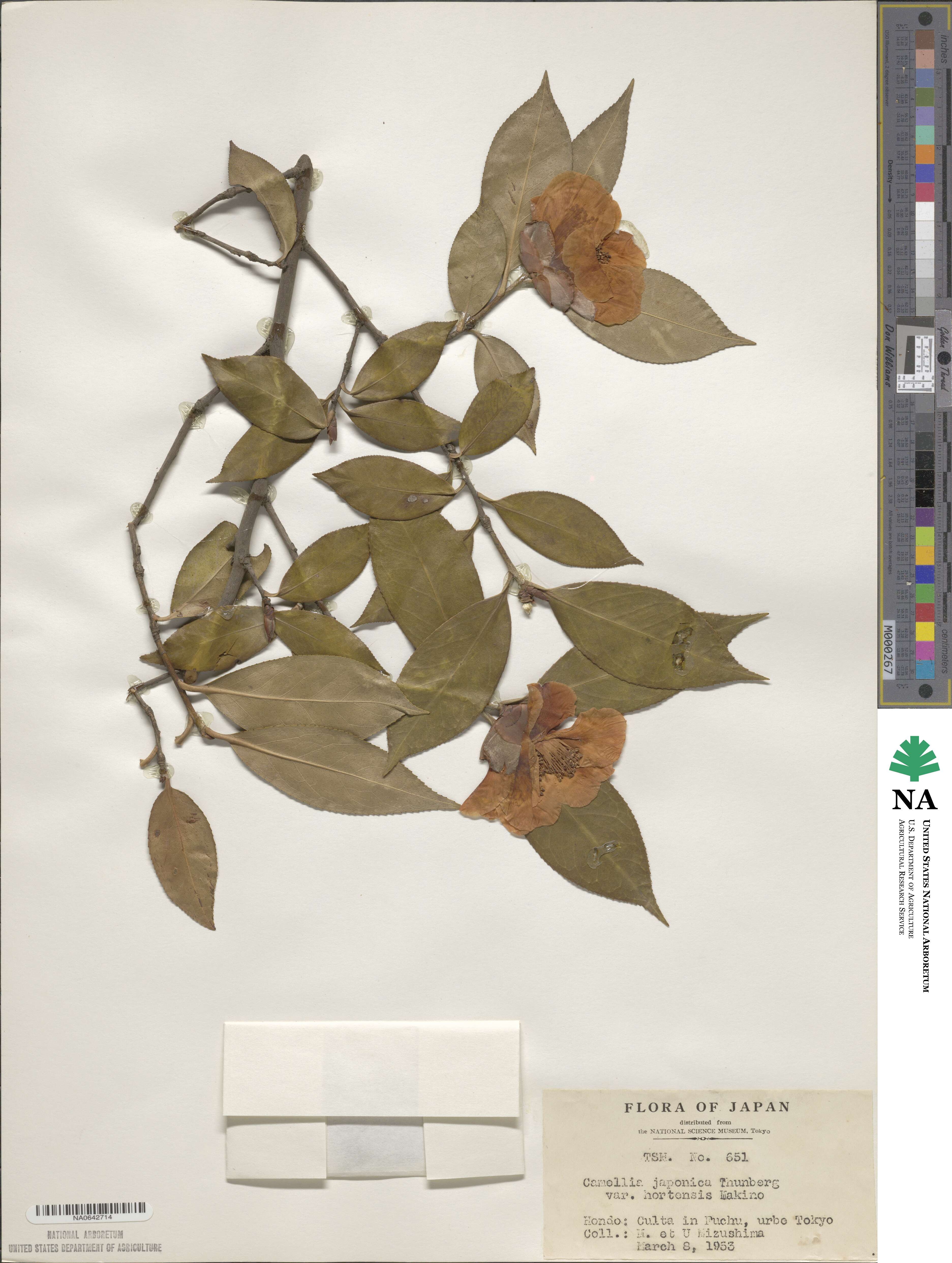 Camellia japonica var. hortensis image