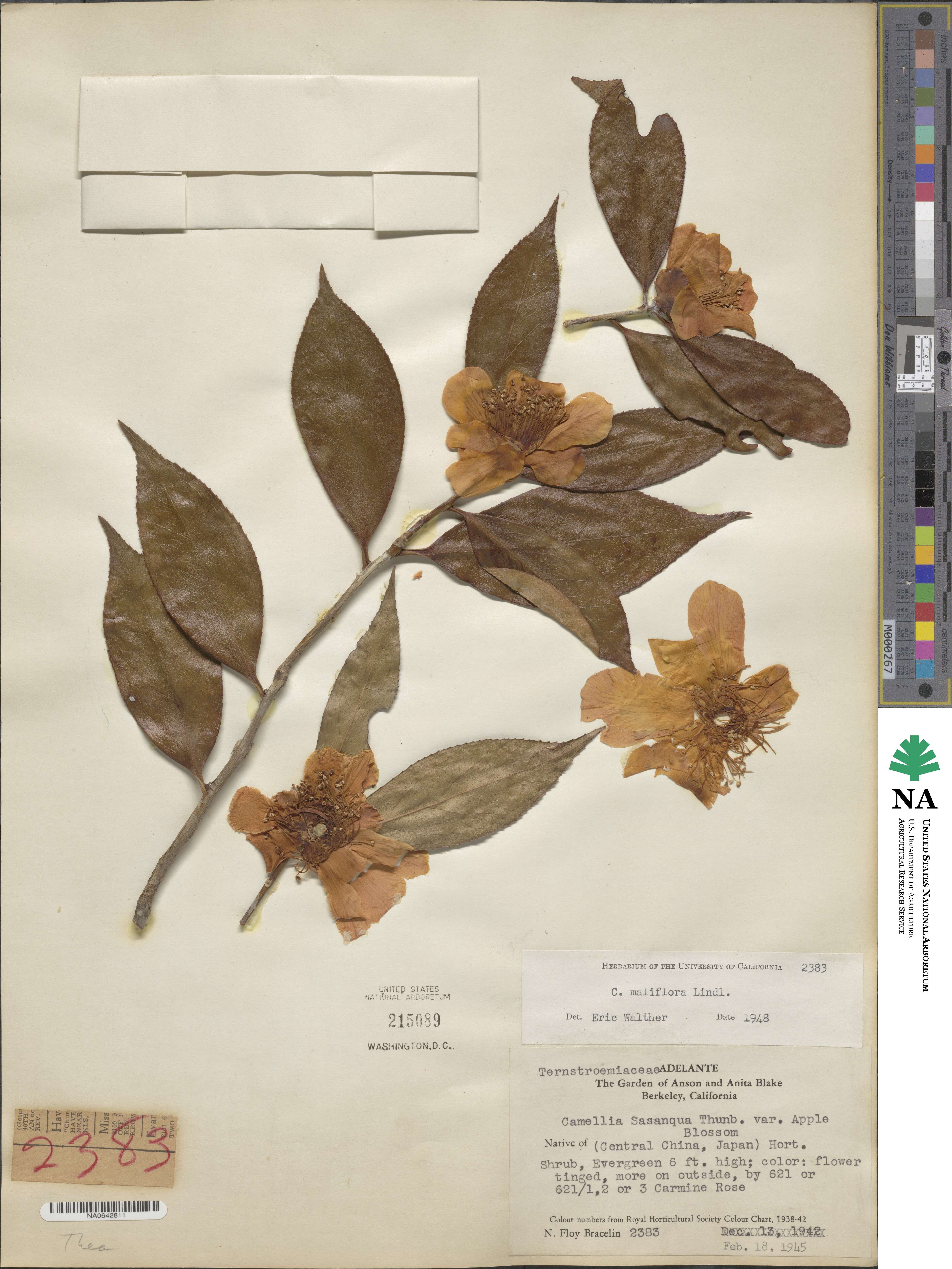 Camellia maliflora image