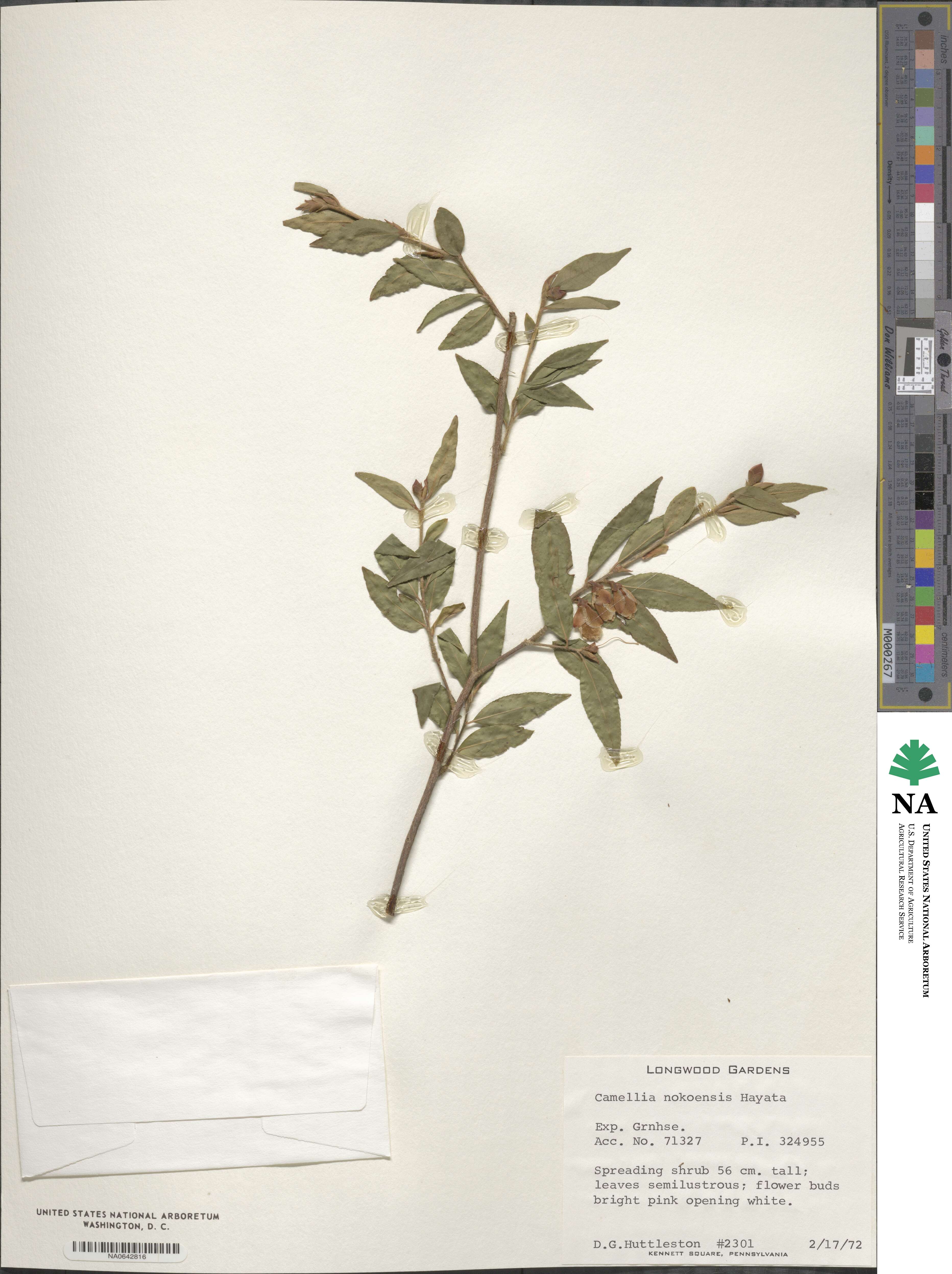 Camellia euryoides image