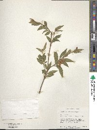 Camellia euryoides var. nokoensis image