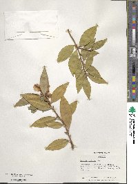 Camellia oleifera image