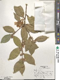 Camellia oleifera image