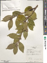 Camellia oleifera image